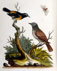 Aquarellillustration aus einem Buch seltener Vögel von G. Edwards 1750