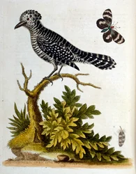 Aquarellillustration aus einem Buch seltener Vögel von G. Edwards 1750