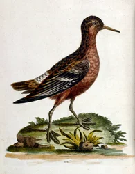 Aquarellillustration aus einem Buch seltener Vögel von G. Edwards 1750