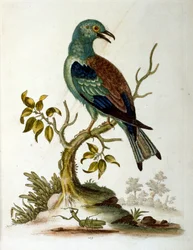 Aquarellillustration aus einem Buch seltener Vögel von G. Edwards 1750