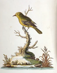 Aquarellillustration aus einem Buch seltener Vögel von G. Edwards 1750