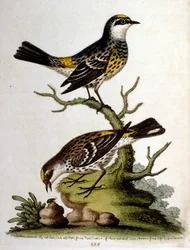 Aquarellillustration aus einem Buch seltener Vögel von G. Edwards 1750