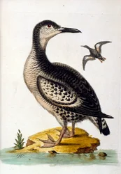 Aquarellillustration aus einem Buch seltener Vögel von G. Edwards 1750