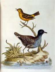 Aquarellillustration aus einem Buch seltener Vögel von G. Edwards 1750