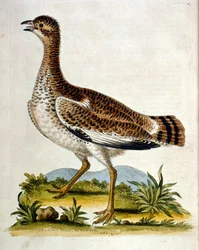 Aquarellillustration aus einem Buch seltener Vögel von G. Edwards 1750