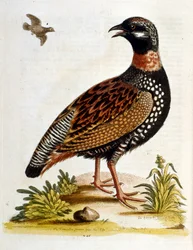 Aquarellillustration aus einem Buch seltener Vögel von G. Edwards 1750