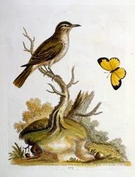 Aquarellillustration aus einem Buch seltener Vögel von G. Edwards 1750