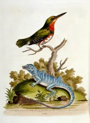 Aquarellillustration aus einem Buch seltener Vögel von G. Edwards 1750