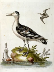 Aquarellillustration aus einem Buch seltener Vögel von G. Edwards 1750