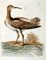 Aquarellillustration aus einem Buch seltener Vögel von G. Edwards 1750