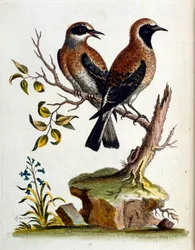 Aquarellillustration aus einem Buch seltener Vögel von G. Edwards 1750