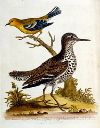 Aquarellillustration aus einem Buch seltener Vögel