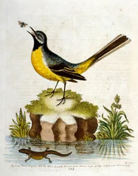 Aquarellillustration aus einem Buch seltener Vögel