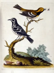 Aquarellillustration aus einem Buch seltener Vögel