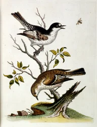 Aquarellillustration aus einem Buch seltener Vögel