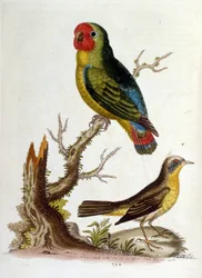 Aquarellillustration aus einem Buch seltener Vögel von G Edwards 1750