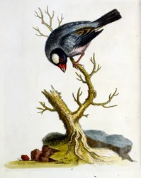 Aquarellillustration aus einem Buch seltener Vögel von G Edwards 1750
