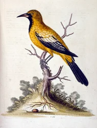 Aquarellillustration aus einem Buch seltener Vögel von G Edwards 1750