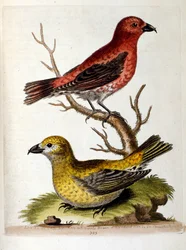 Aquarellillustration aus einem Buch seltener Vögel von G Edwards 1750
