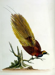 Aquarellillustration aus einem Buch seltener Vögel von G. Edwards 1750.