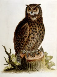 Aquarellillustration aus einem Buch seltener Vögel von G. Edwards 1750.