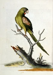 Aquarellillustration aus einem Buch seltener Vögel von G. Edwards 1750.