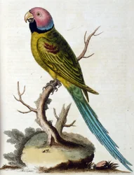 Aquarellillustration aus einem Buch seltener Vögel von G. Edwards 1750.