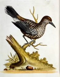 Aquarellillustration aus einem Buch seltener Vögel von G. Edwards 1750.