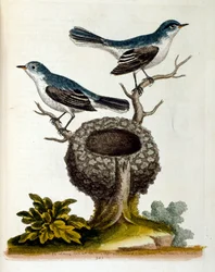 Aquarellillustration aus einem Buch seltener Vögel von G. Edwards 1750.