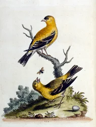 Aquarellillustration aus einem Buch seltener Vögel von G. Edwards 1750