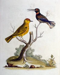 Aquarellillustration aus einem Buch seltener Vögel von G. Edwards 1750