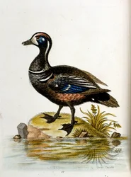 Aquarellillustration aus einem Buch seltener Vögel von G. Edwards 1750