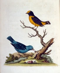 Aquarellillustration aus einem Buch seltener Vögel von G. Edwards 1750