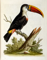 Aquarellillustration aus einem Buch seltener Vögel von G. Edwards 1750