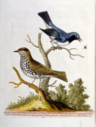 Aquarellillustration aus einem Buch seltener Vögel von G. Edwards, 1750