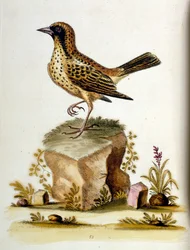 Aquarellillustration aus einem Buch seltener Vögel von G. Edwards, 1750
