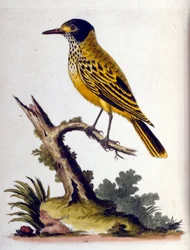 Aquarellillustration aus einem Buch seltener Vögel von G. Edwards, 1750
