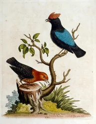 Aquarellillustration aus einem Buch seltener Vögel von G. Edwards, 1750