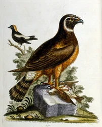 Aquarellillustration aus einem Buch seltener Vögel von G. Edwards, 1750