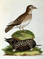 Aquarellillustration aus einem Buch seltener Vögel von G. Edwards 1750