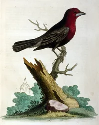 Aquarellillustration aus einem Buch seltener Vögel von G. Edwards 1750