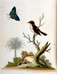 Aquarellillustration aus einem Buch seltener Vögel von G. Edwards 1750