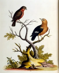 Aquarellillustration aus einem Buch seltener Vögel von G. Edwards 1750