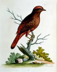 Aquarellillustration aus einem Buch seltener Vögel von G. Edwards 1750