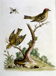 Aquarellillustration aus einem Buch seltener Vögel von G. Edwards 1750