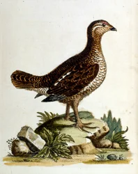 Aquarellillustration aus einem Buch seltener Vögel von G. Edwards 1750