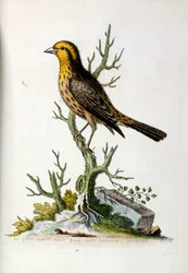 Aquarellillustration aus einem Buch seltener Vögel von G Edwards 1750