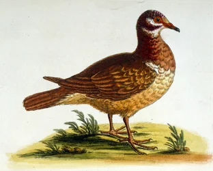 Aquarellillustration aus einem Buch seltener Vögel von G. Edwards 1750
