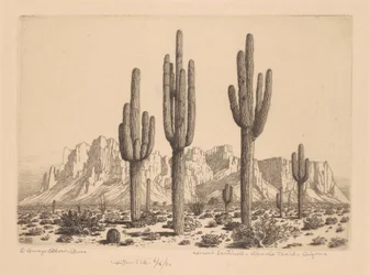 Wüstensentinellen, Apache Trail, Arizona