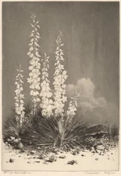 Seifenpflanze, Arizona (Nr. 2)